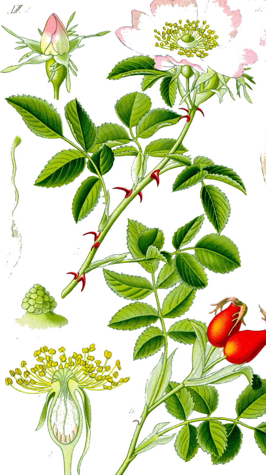 Rosa canina, ботаническая гравюра из «Flora von Deutschland» Отто Томе, 1885